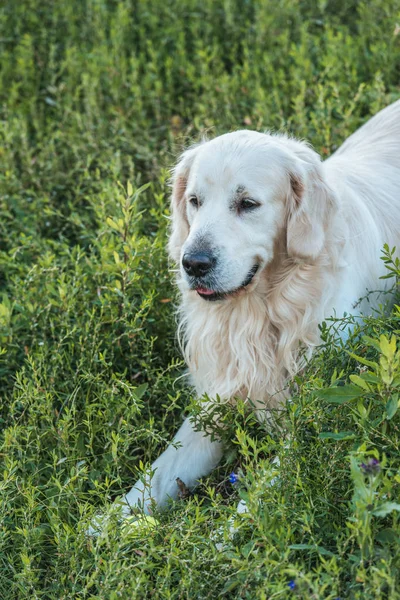 Mooie Golden Retriever Hond Liggen Groen Gras Park — Stockfoto