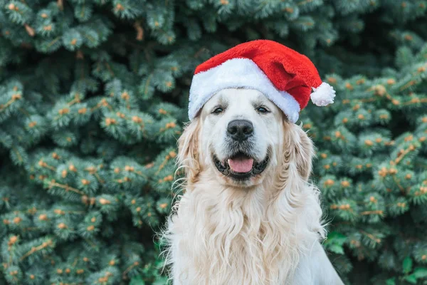 可爱的滑稽狗在圣诞老人帽子坐在杉木树在公园附近 — 图库照片