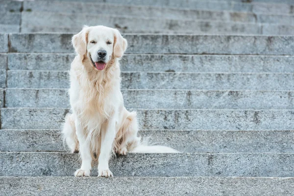 Güzel Golden Retriever Köpek Merdivenlerde Oturan Dışarı Dil Ile — Stok fotoğraf