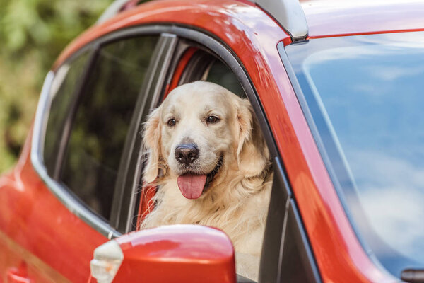beautiful golden retriever dog sitting in red car and looking at camera through window