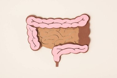 elevated view of human large intestine on beige clipart
