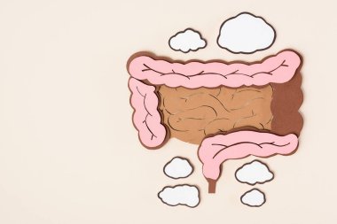 flat lay with human large intestine on beige clipart