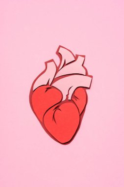 elevated view of anatomical human heart on pink  clipart