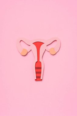 kadın üreme sistemi yükseltilmiş görünümünü pembe üzerinde