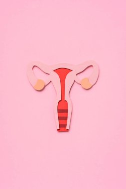 elevated view of female reproductive system on pink clipart