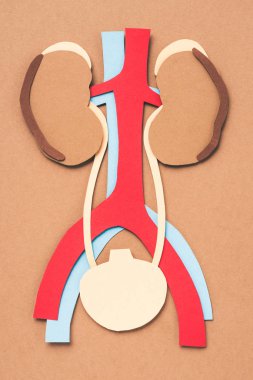 view from above of human internal organs on brown  clipart