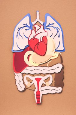 top view of female internal organs on brown  clipart