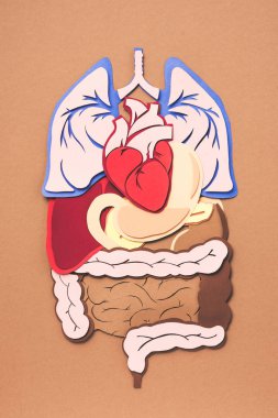 elevated view of human internal organs on brown  clipart