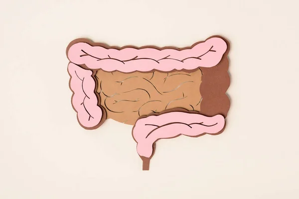 ベージュに人間の大腸の立面図 — ストック写真
