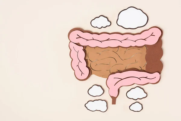 Flat Lay Human Large Intestine Beige — Stock Photo, Image