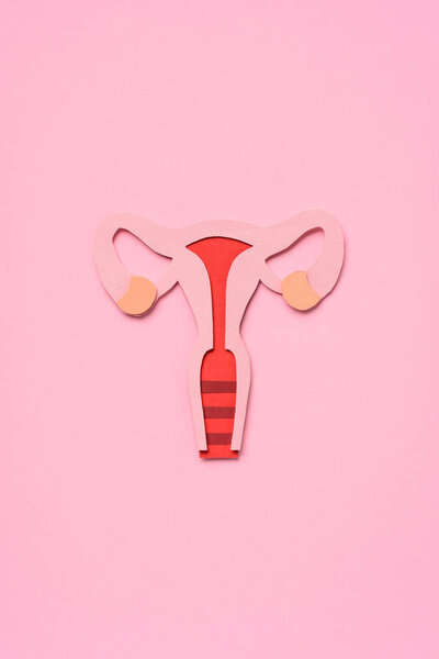elevated view of female reproductive system on pink