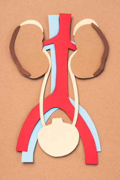 вид сверху внутренних органов человека на коричневый
 