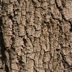 Close up view of aged brown tree bark background