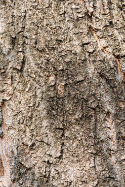 close up view of aged grey tree bark background  clipart
