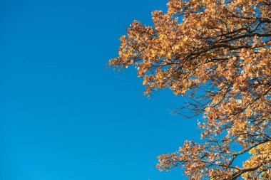 mavi gökyüzü karşı ağaçlarda sarı sonbahar yaprak düşük açılı görünüş