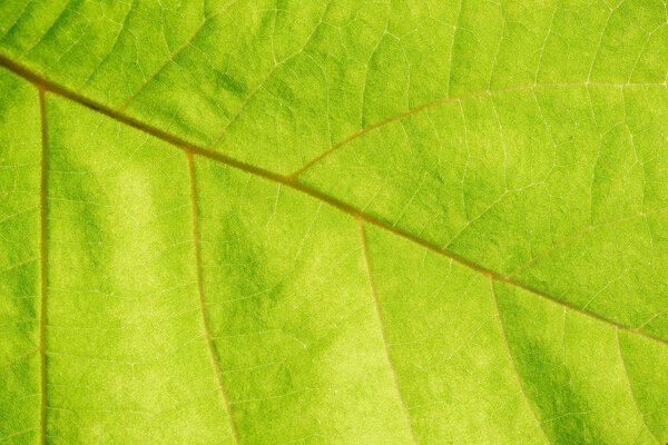 Close up view of green leaf veins