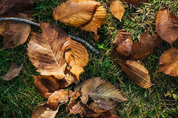 Widok Góry Brązowy Jesiennych Liści Zielonej Trawie Parku — Zdjęcie stockowe