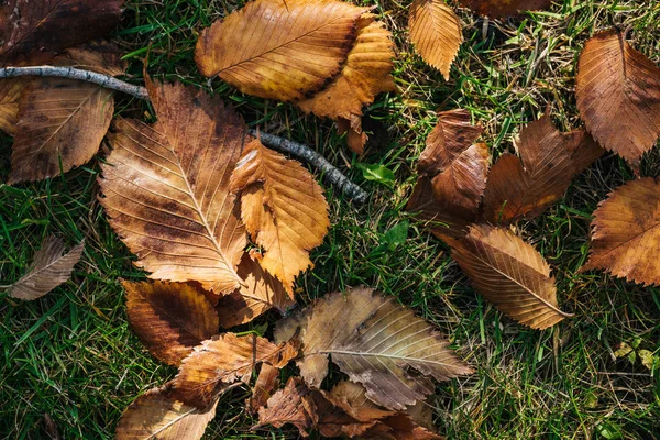 Vista Dall Alto Foglie Autunnali Marroni Erba Verde Nel Parco — Foto Stock