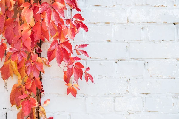 Schöne Herbstliche Pflanzen Mit Roten Blättern Und Weißer Ziegelwand — Stockfoto