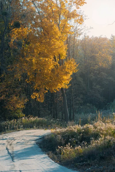 Όμορφη Πορτοκαλί Φύλλα Στα Δέντρα Και Δρόμος Για Φθινόπωρο — Φωτογραφία Αρχείου