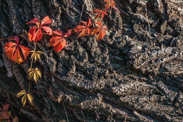 close up view of old grey tree bark with orange leaves