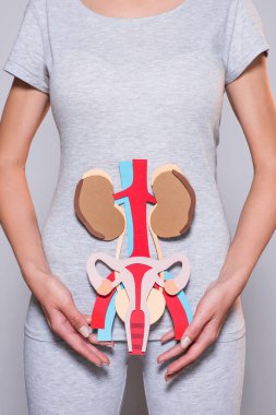 cropped shot of woman with paper made human internal organs and female reproductive system on grey background clipart