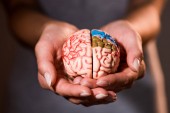 cropped shot of woman holding brain model in hands 
