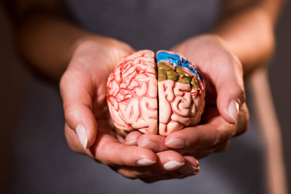 обрезанный снимок женщины, держащей в руках модель мозга
 