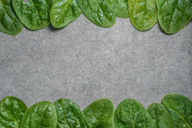 Gri arka plan üzerinde çerçeve yeşil ve ıslak ıspanak yaprakları