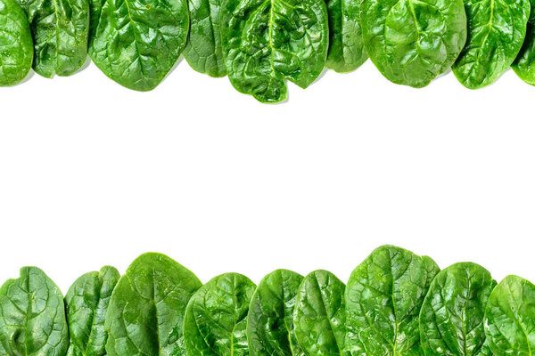 Frame of wet organic spinach leaves isolated on white