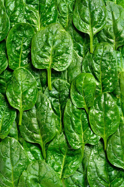 Background of green spinach leaves with water drops