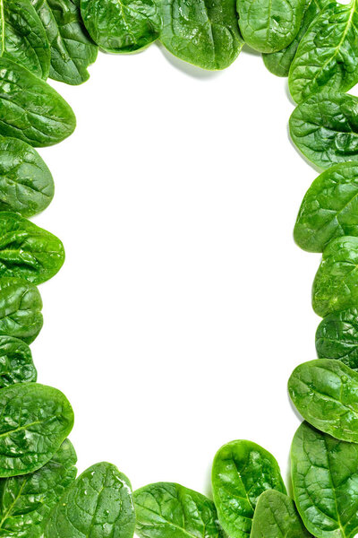 Frame of wet and green spinach leaves isolated on white