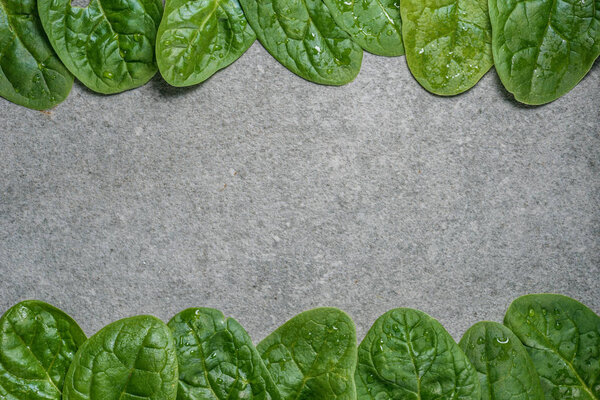 Frame of green and wet spinach leaves on grey background
