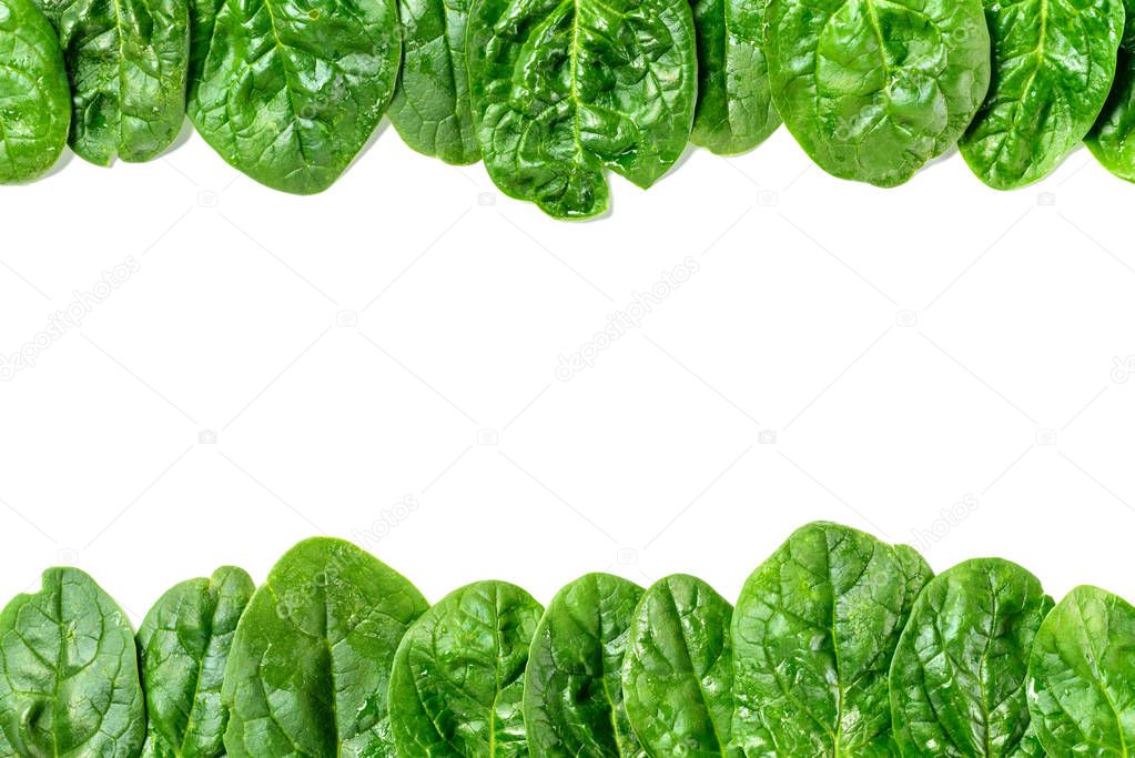 Frame of wet organic spinach leaves isolated on white
