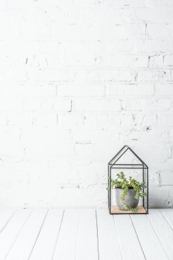 Beyaz tuğla duvar yakınındaki rustik ahşap masa pot bitki