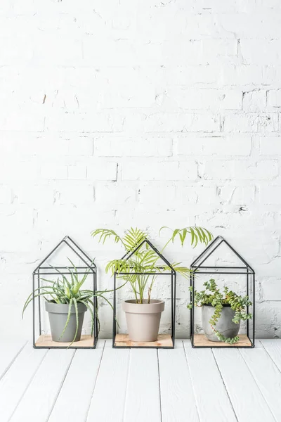 Plantas Verdes Macetas Mesa Madera Cerca Pared Ladrillo Blanco — Foto de Stock