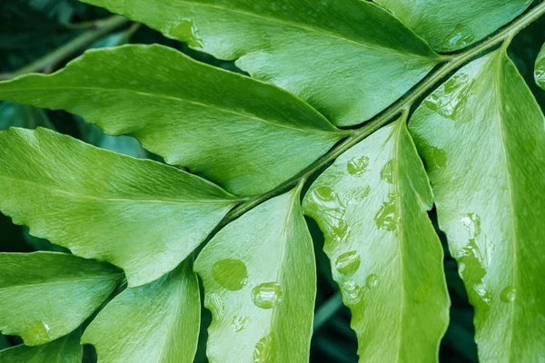 Текстура зелени с зелеными листьями на растении — стоковое фото