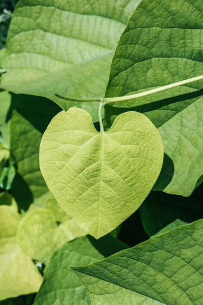 Fond naturel avec des feuilles vertes sur la plante — Photo de stock