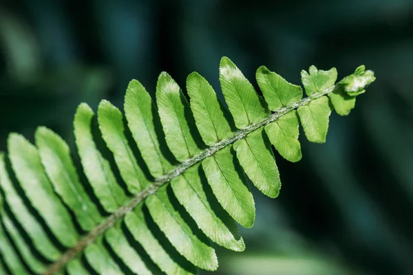 Close up background with green fern leaf — Stock Photo