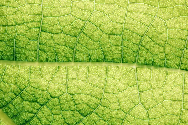 Macro texture de feuille florale verte — Photo de stock