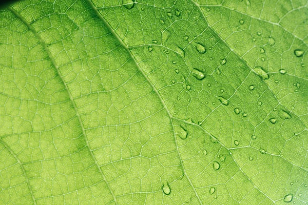 Macro texture of green leaf with water drops — Stock Photo