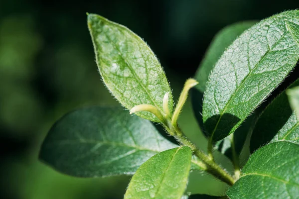 Свіже листя зеленої сезонної рослини — стокове фото