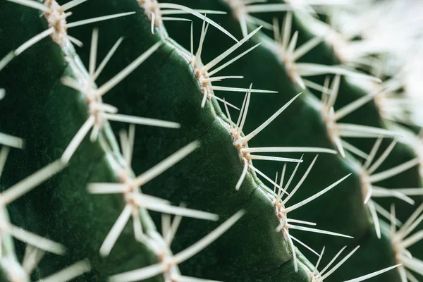 Macro vista de cactus verde con agujas - foto de stock