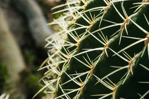 Primer plano de cactus verde natural con agujas - foto de stock