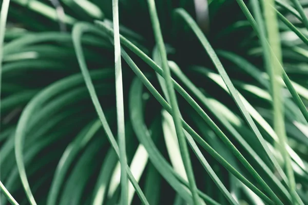 Vue rapprochée de l'herbe verte saisonnière — Photo de stock