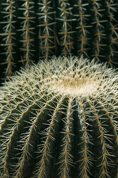 Primer plano fondo de cactus verdes con agujas - foto de stock