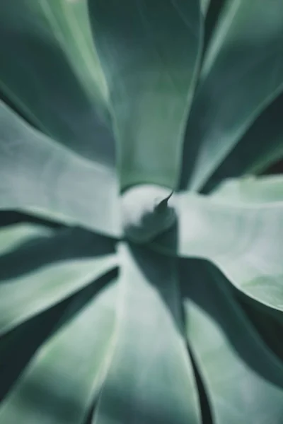 Mise au point sélective et vue de dessus de la plante d'aloès bleu — Photo de stock