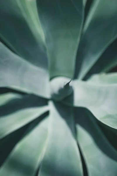 Selective focus and top view of blue aloe plant — Stock Photo