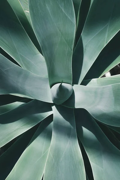Gros plan vue de dessus de la plante d'aloès bleu — Photo de stock