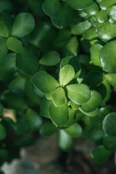 Primo piano di pianta succulenta di ichryson verde — Foto stock